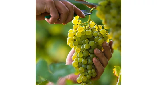 SZÜRETI AKTUALITÁSOK 1. rész